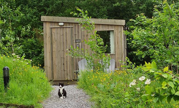 a black and white cat sat on a gravel path in front of a wooden cabin that is surrounded by trees and shrubs